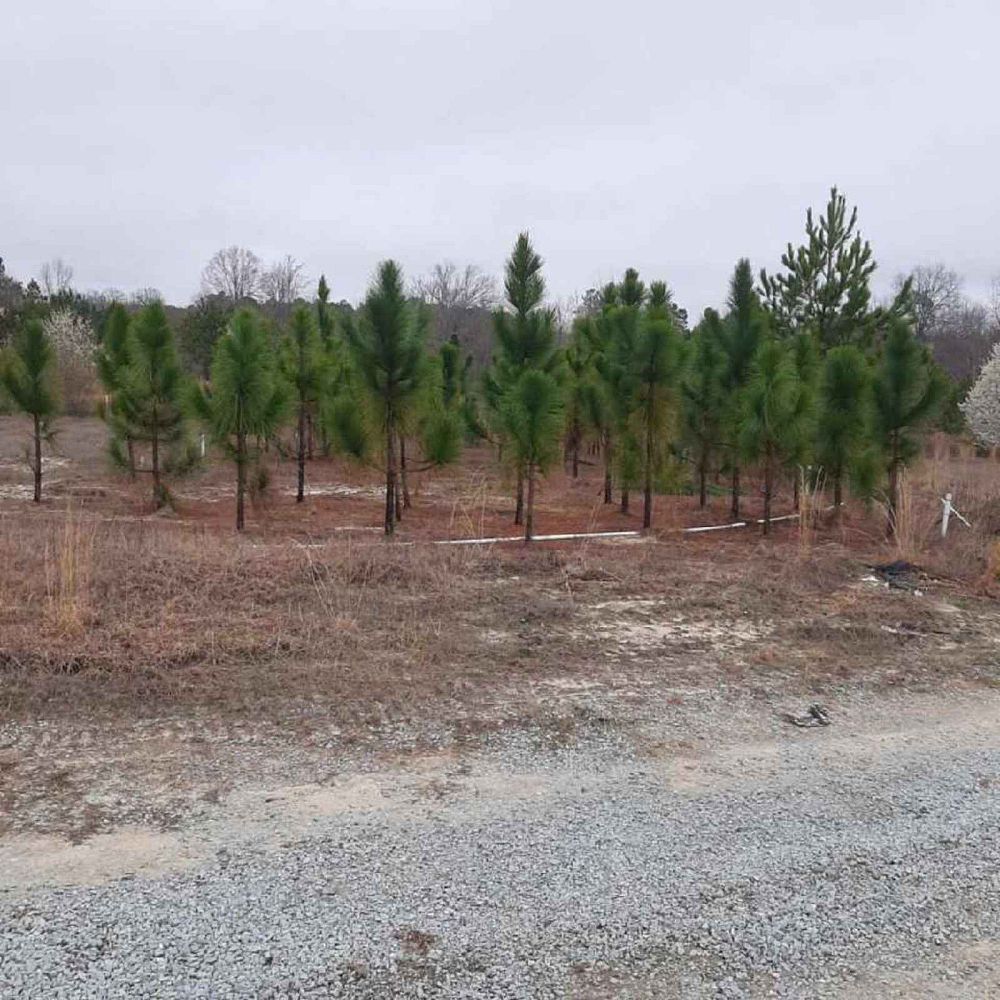 pinus-palustris-longleaf-pine