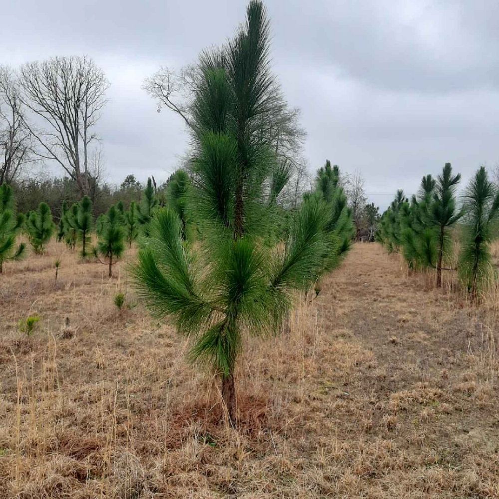pinus-palustris-longleaf-pine