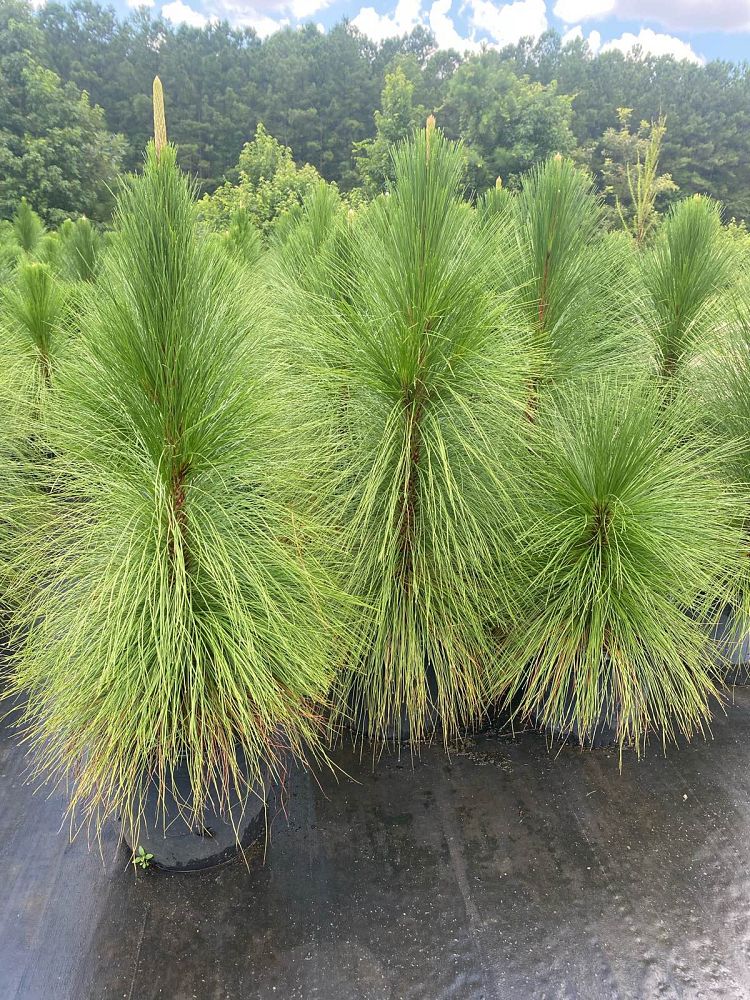 pinus-palustris-longleaf-pine