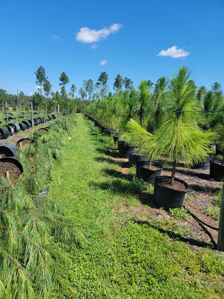 pinus-palustris-longleaf-pine