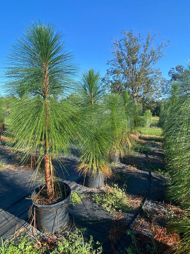pinus-palustris-longleaf-pine