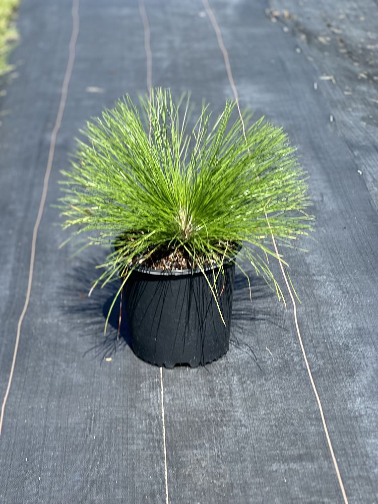 pinus-palustris-longleaf-pine