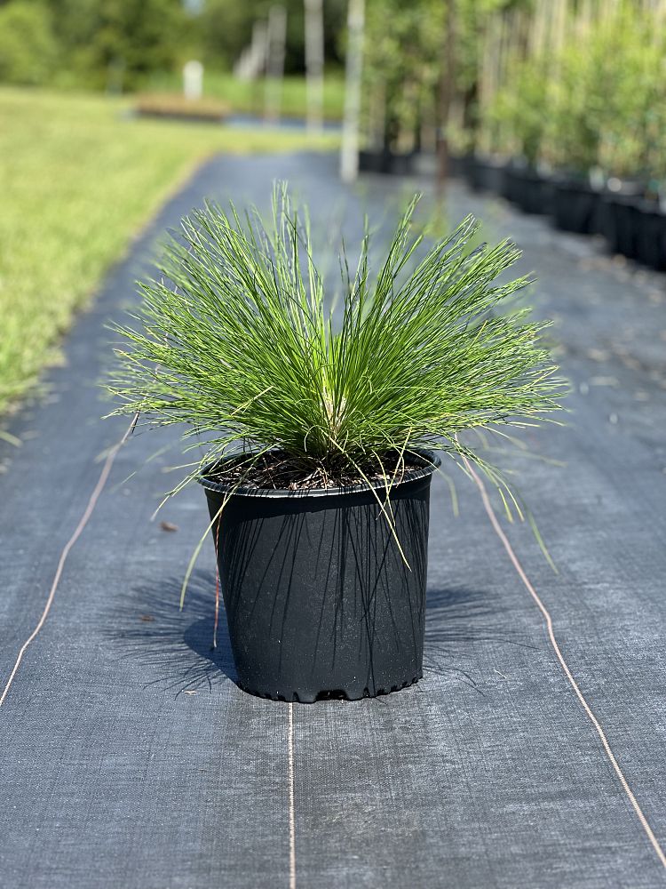 pinus-palustris-longleaf-pine