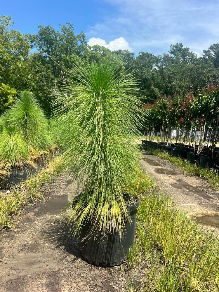 pinus-palustris-longleaf-pine