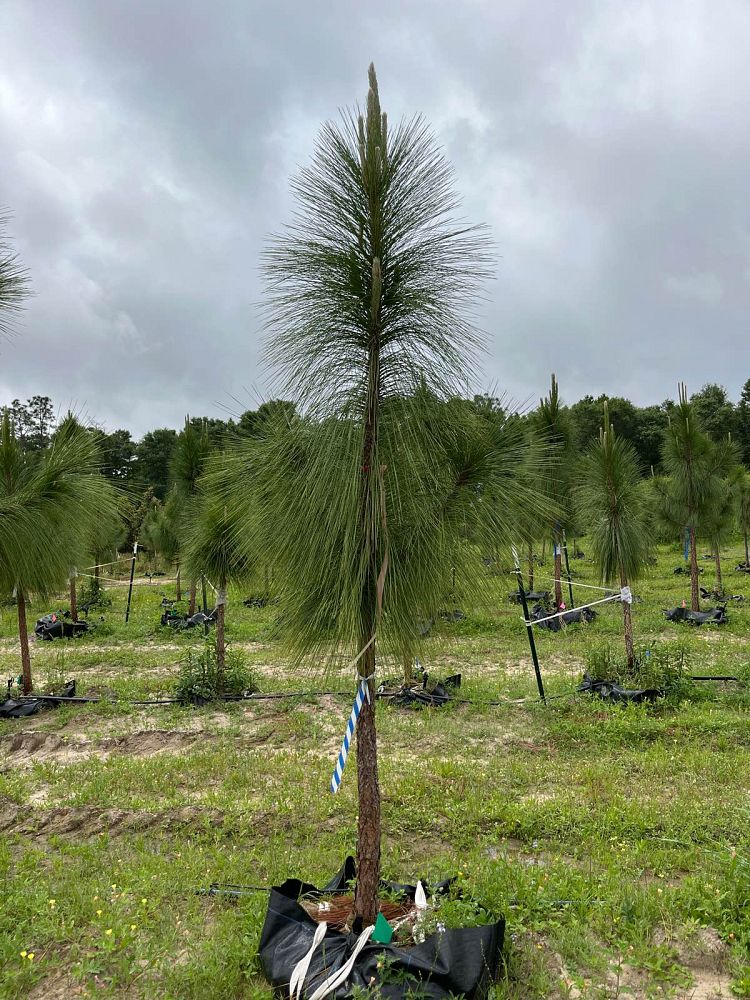 pinus-palustris-longleaf-pine