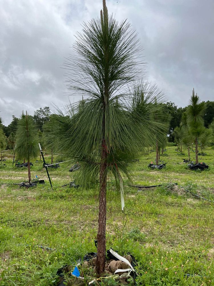 pinus-palustris-longleaf-pine