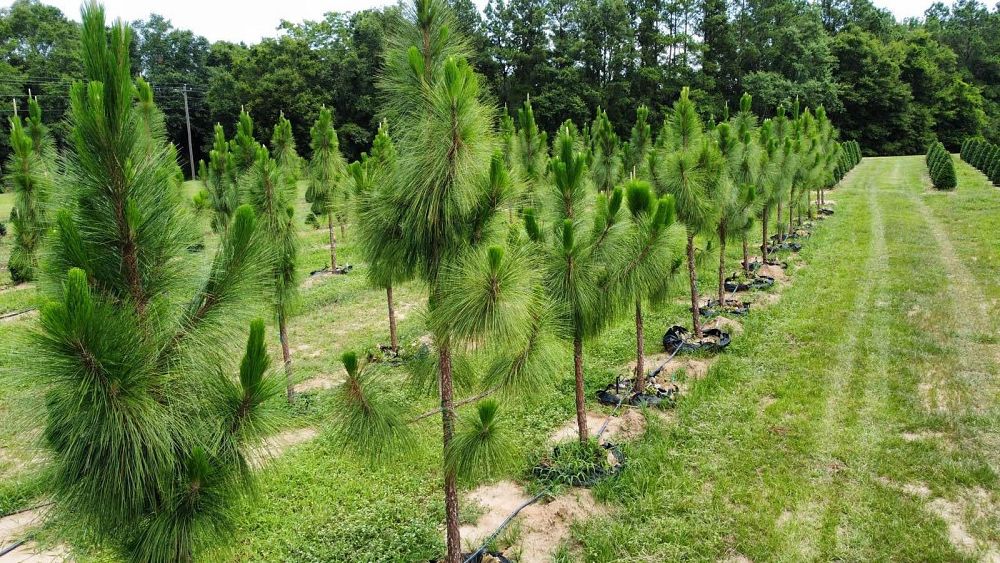 pinus-palustris-longleaf-pine