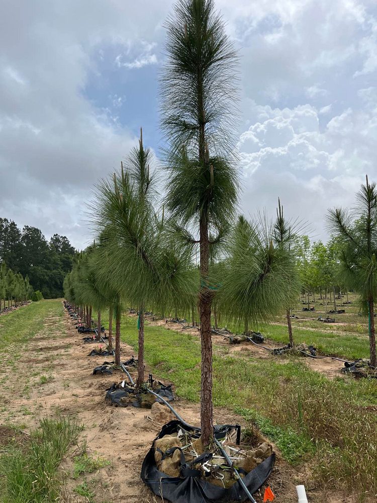pinus-palustris-longleaf-pine