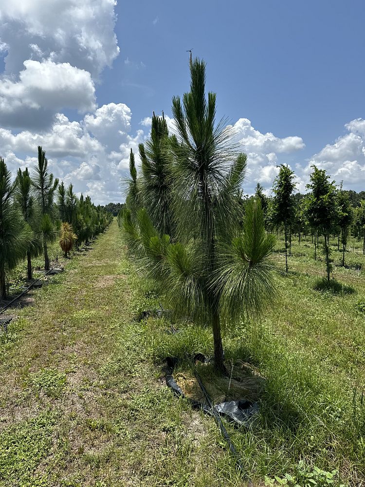 pinus-palustris-longleaf-pine