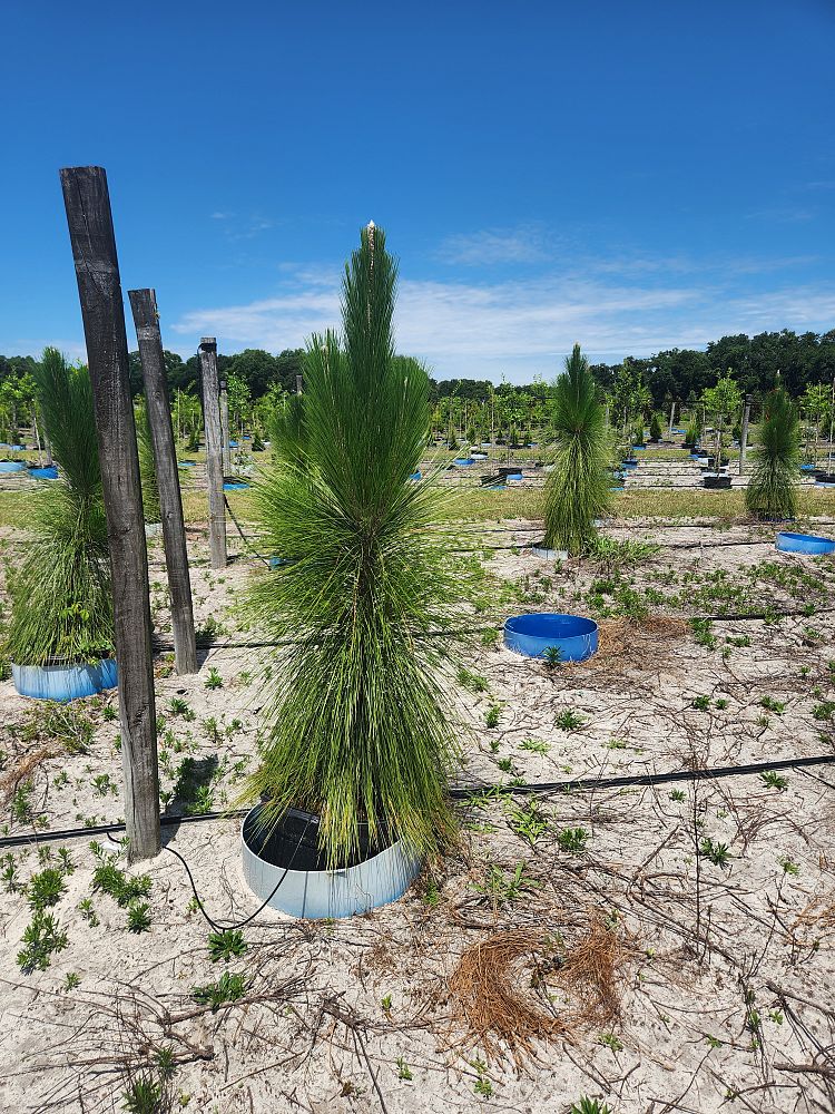pinus-palustris-longleaf-pine