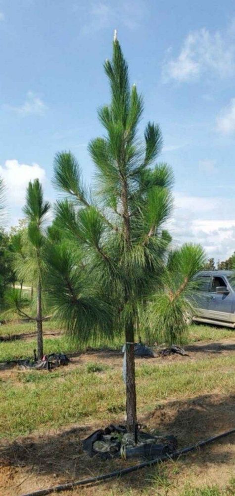 pinus-palustris-longleaf-pine