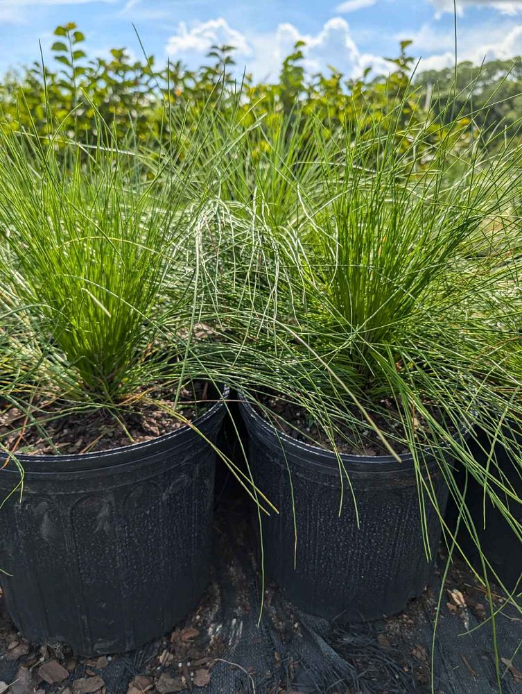 pinus-palustris-longleaf-pine