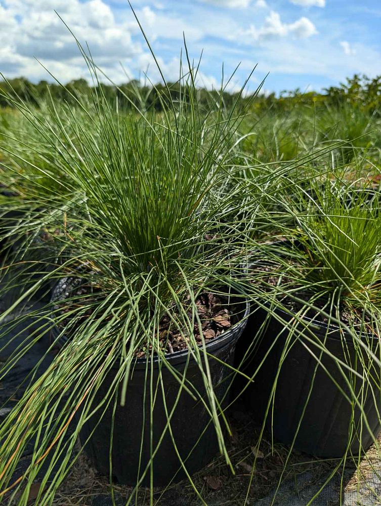 pinus-palustris-longleaf-pine