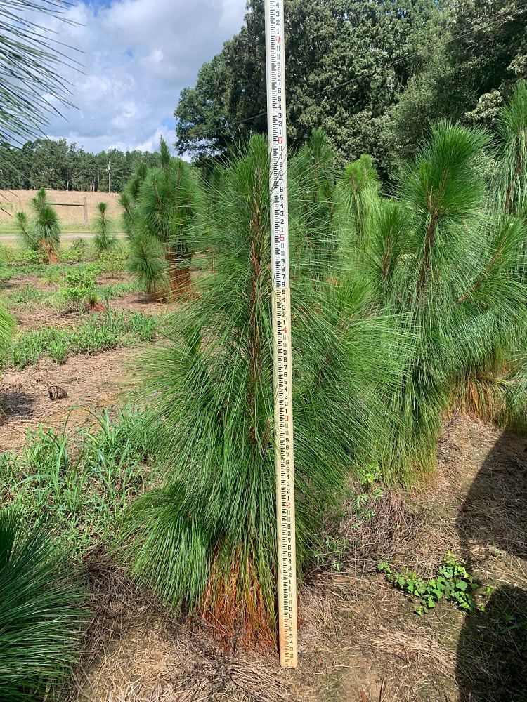 pinus-palustris-longleaf-pine