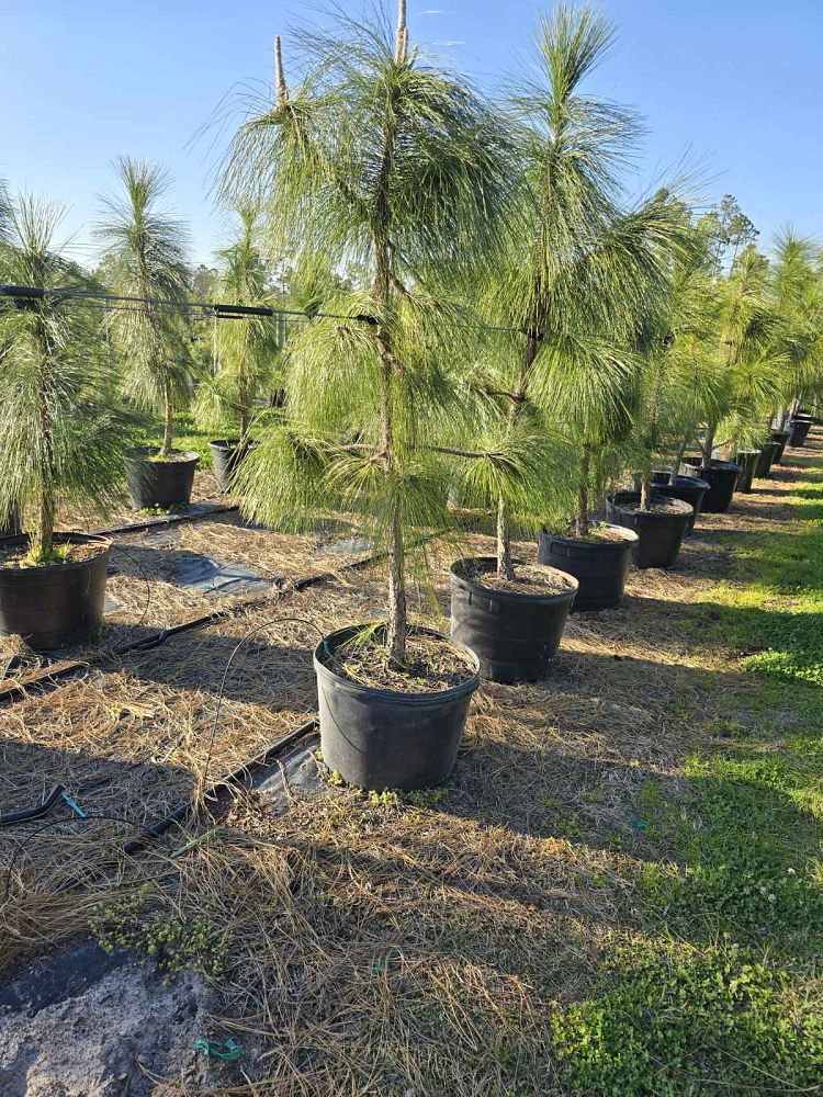 pinus-palustris-longleaf-pine