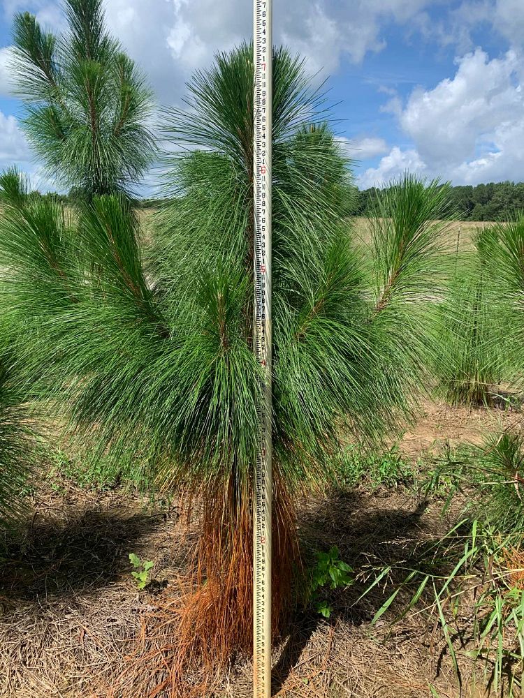 pinus-palustris-longleaf-pine