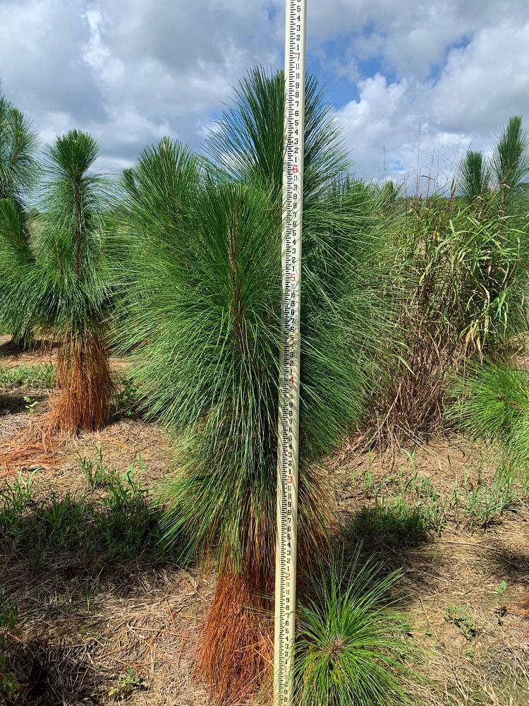 pinus-palustris-longleaf-pine