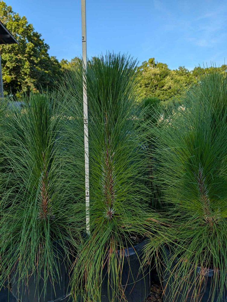 pinus-palustris-longleaf-pine