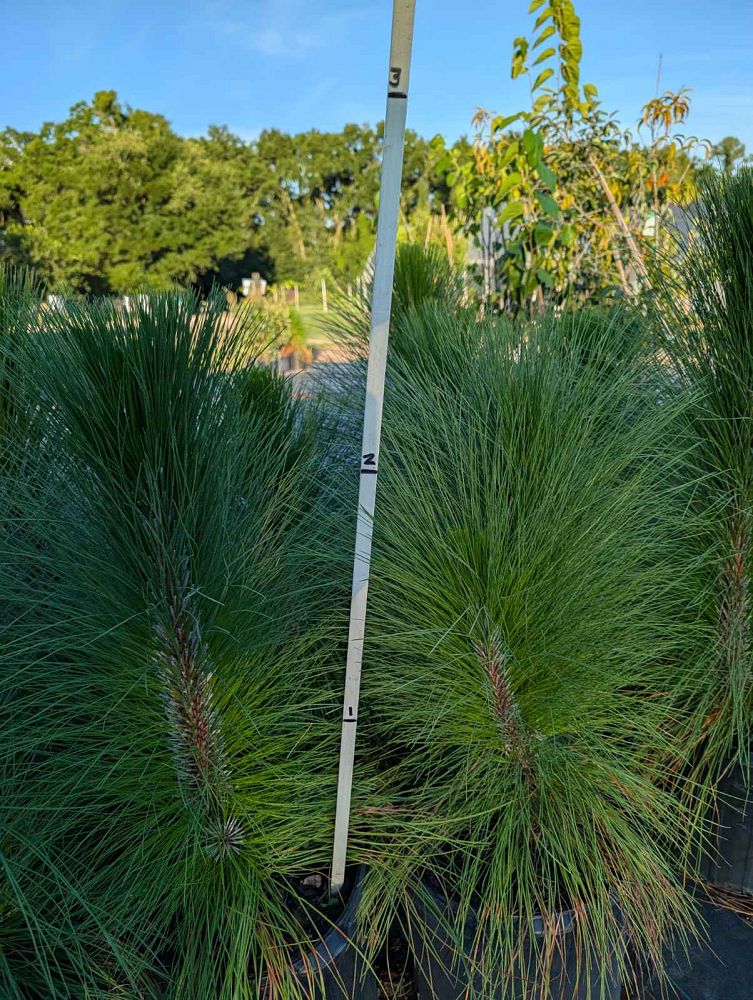 pinus-palustris-longleaf-pine