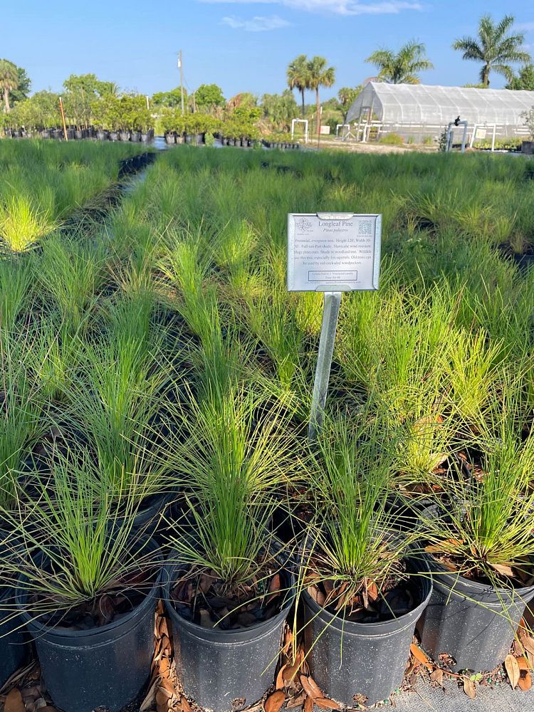pinus-palustris-longleaf-pine