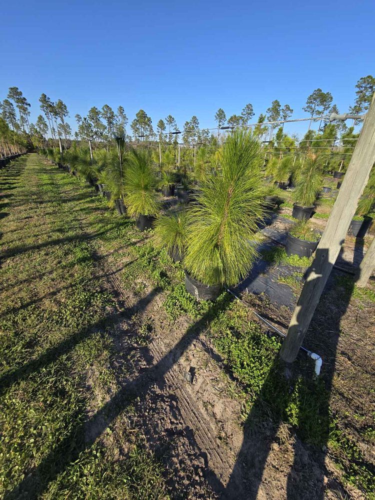 pinus-palustris-longleaf-pine