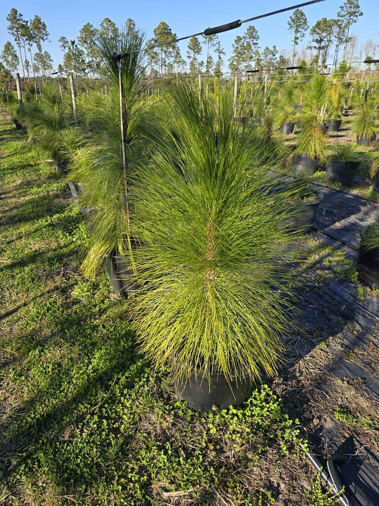 pinus-palustris-longleaf-pine