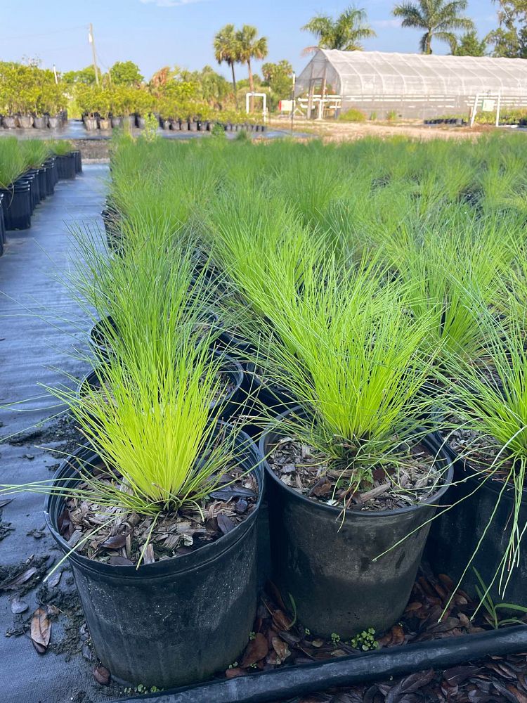pinus-palustris-longleaf-pine