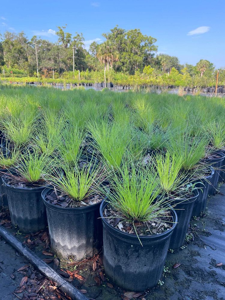 pinus-palustris-longleaf-pine