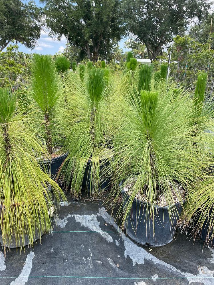 pinus-palustris-longleaf-pine
