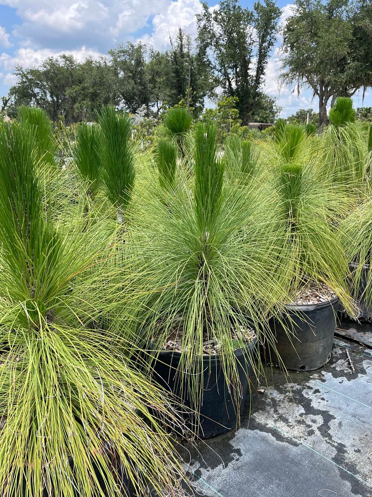 pinus-palustris-longleaf-pine