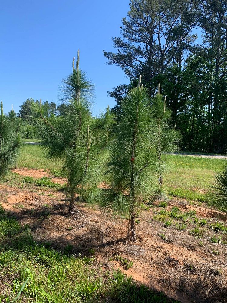 pinus-palustris-longleaf-pine