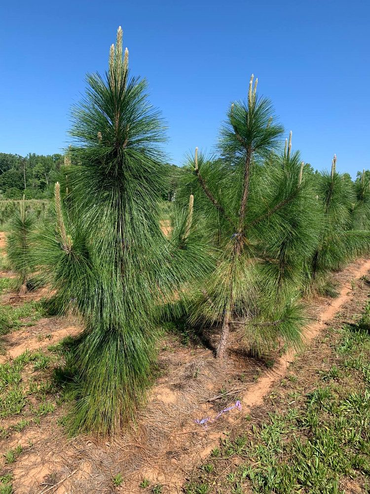 pinus-palustris-longleaf-pine