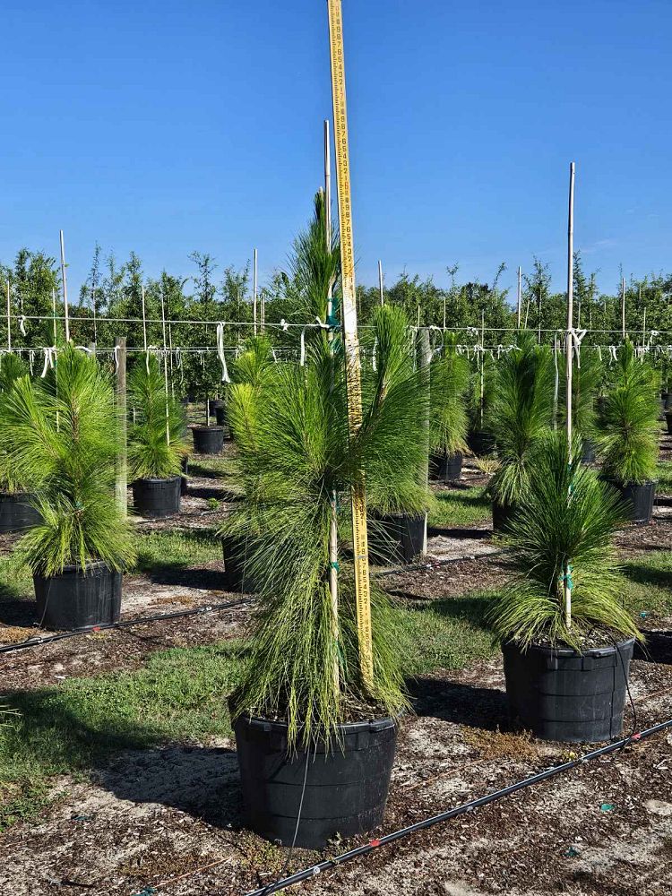 pinus-palustris-longleaf-pine