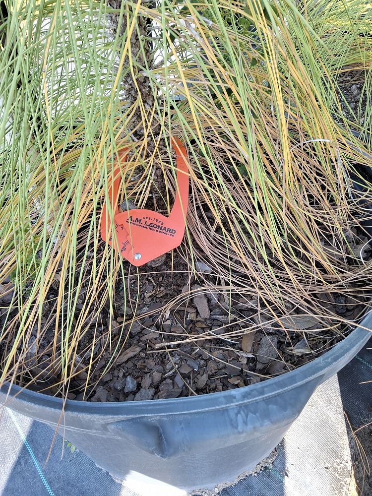 pinus-palustris-longleaf-pine