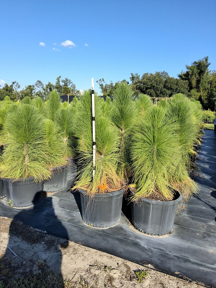 pinus-palustris-longleaf-pine