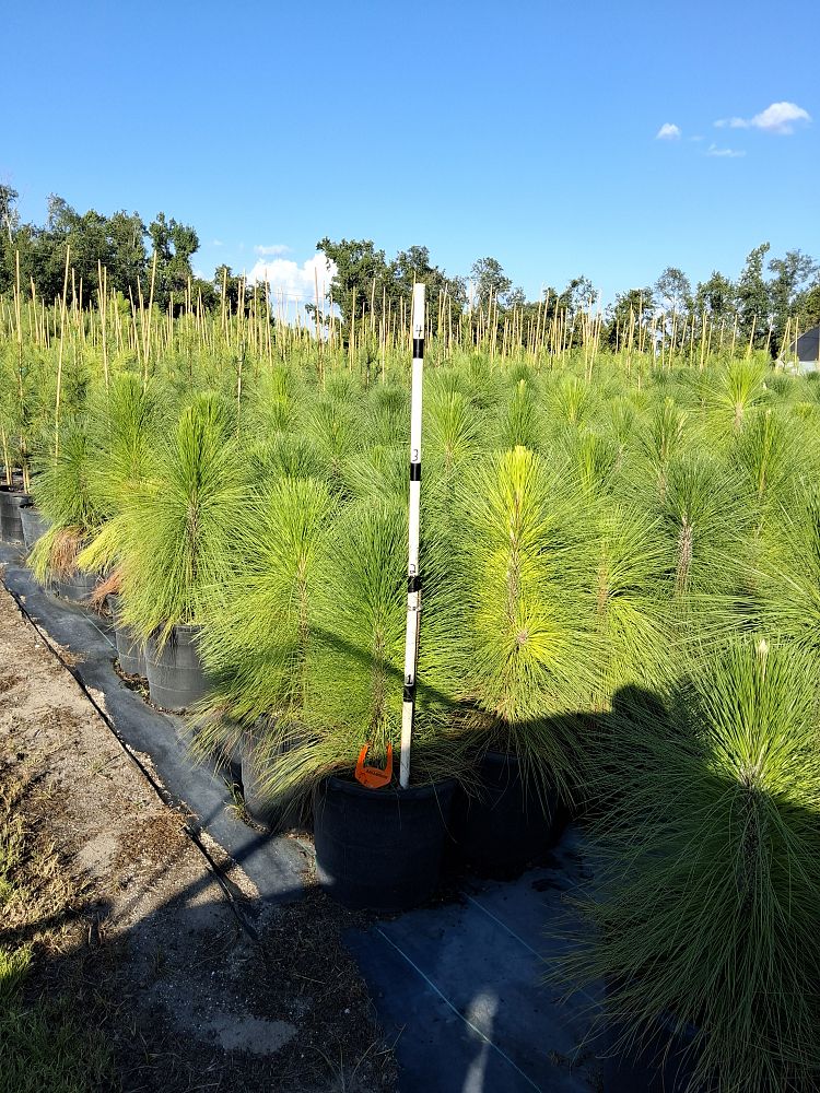 pinus-palustris-longleaf-pine