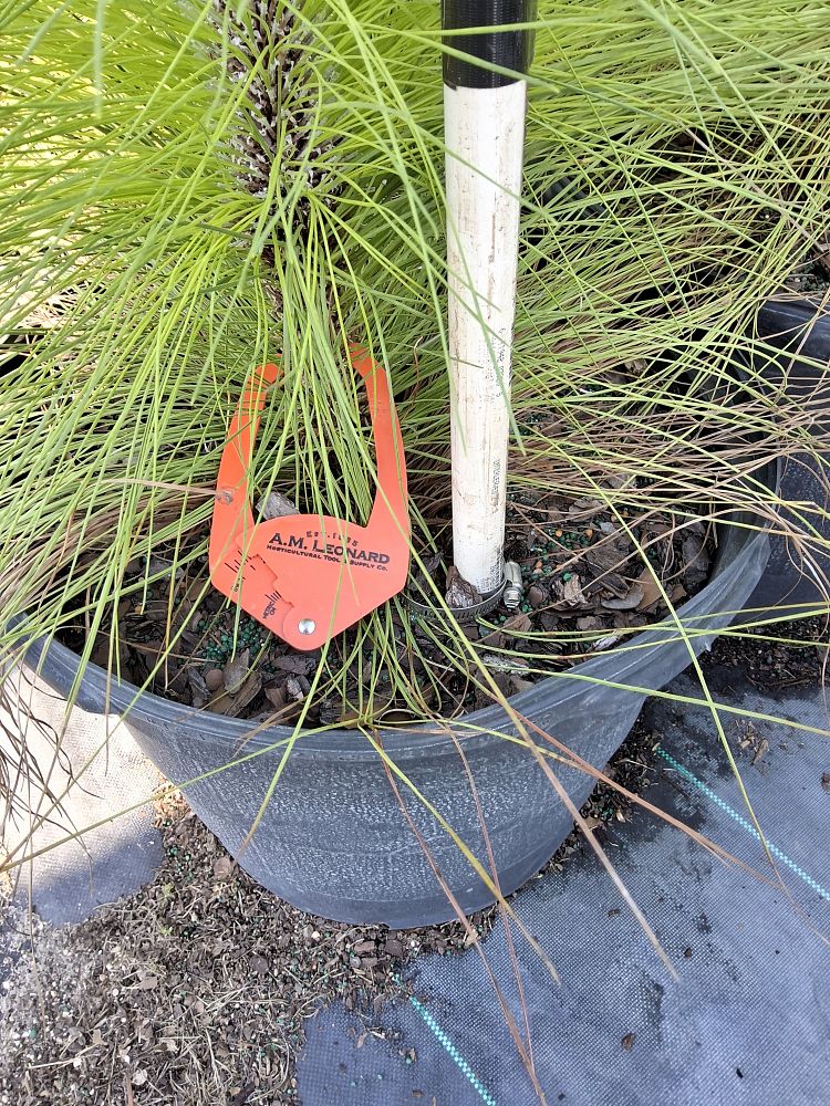 pinus-palustris-longleaf-pine