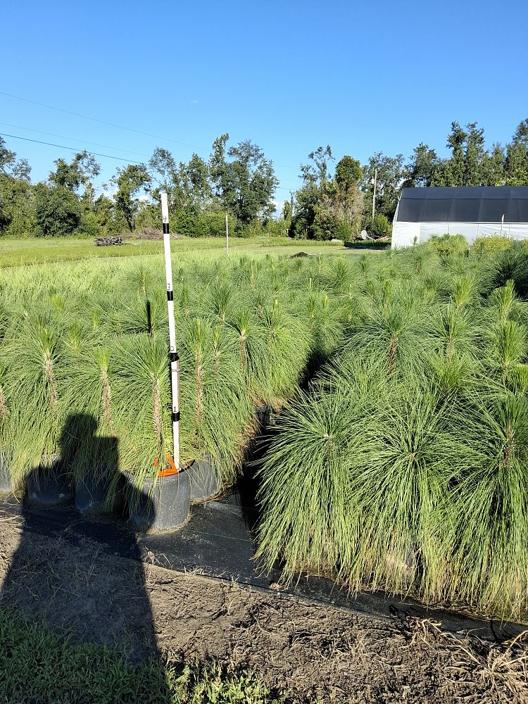 pinus-palustris-longleaf-pine