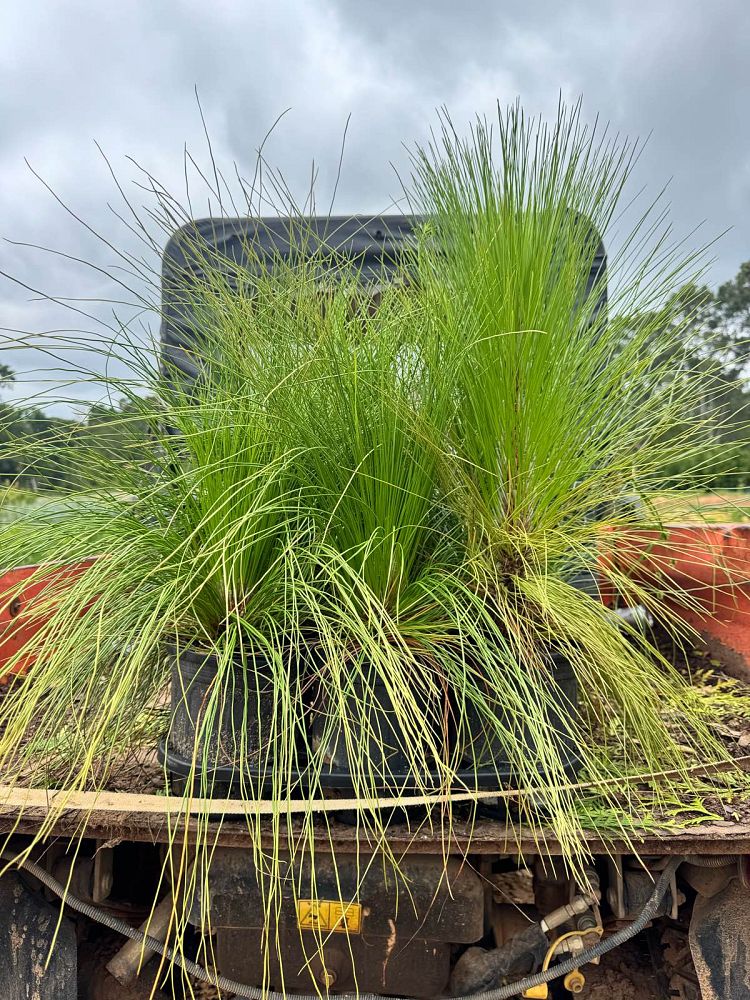 pinus-palustris-longleaf-pine
