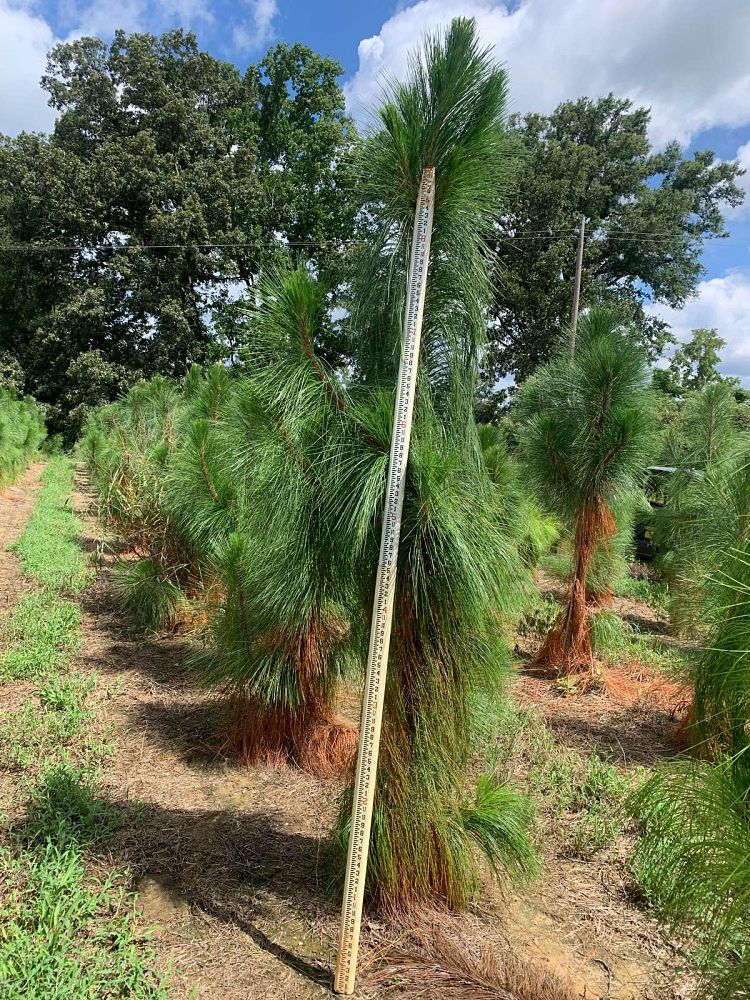 pinus-palustris-longleaf-pine