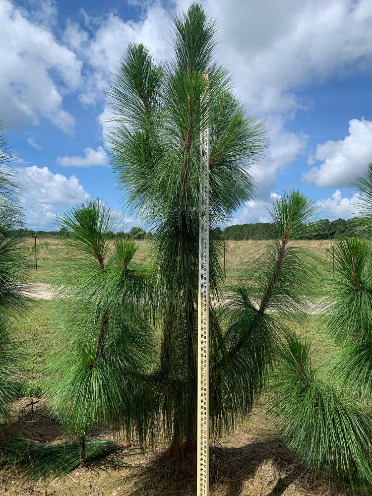 pinus-palustris-longleaf-pine