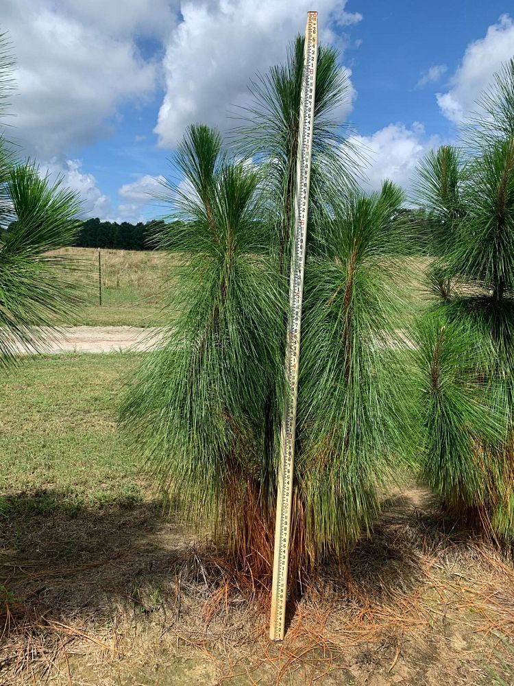 pinus-palustris-longleaf-pine