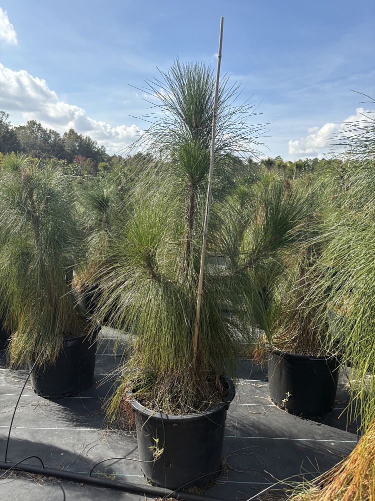 pinus-palustris-longleaf-pine