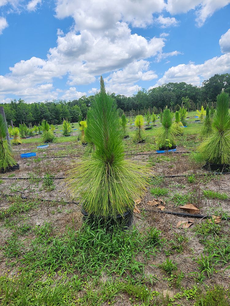 pinus-palustris-longleaf-pine