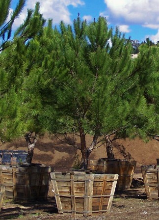 pinus-pinea-italian-stone-pine