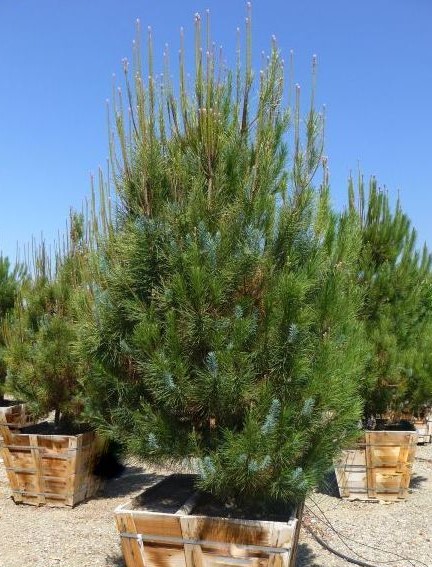 pinus-pinea-italian-stone-pine