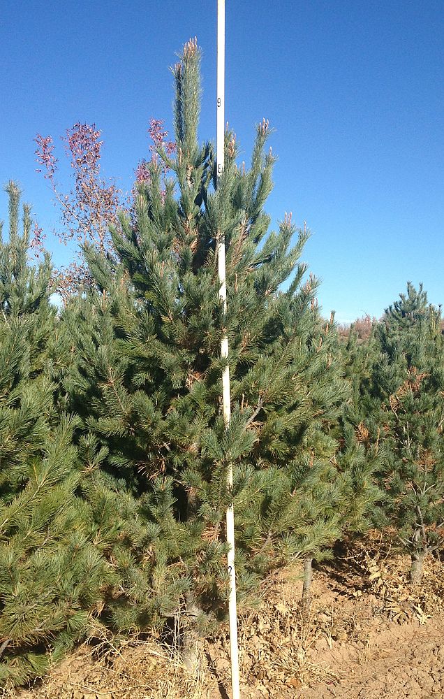 pinus-strobiformis-mexican-border-pine