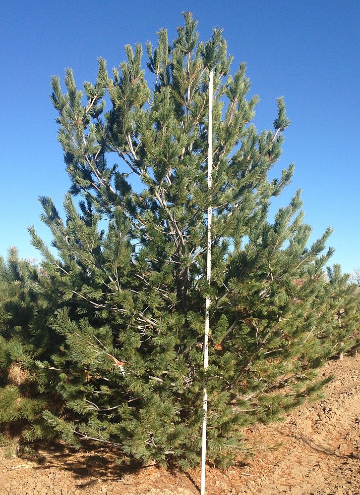 pinus-strobiformis-mexican-border-pine