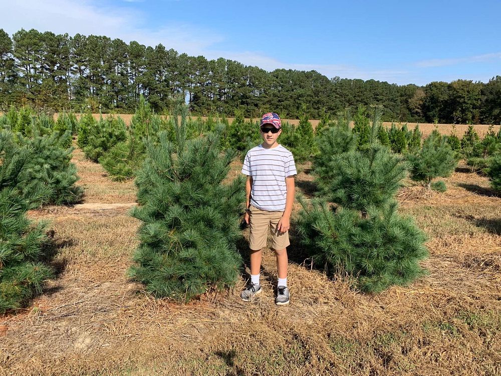 pinus-strobus-eastern-white-pine