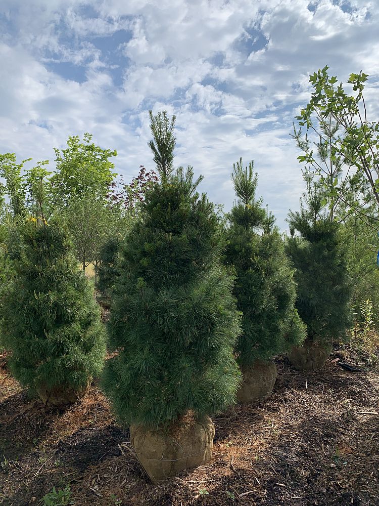 pinus-strobus-eastern-white-pine